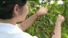 ဗီယက်နမ်က Robusta ကော်ဖီများ 