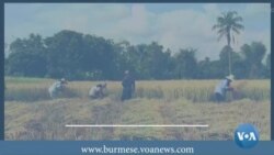 စစ်ကောင်စီစပါးစျေးသတ်မှတ်မှု ပြင်ပပေါက်စျေးနဲ့ကွာဟ 