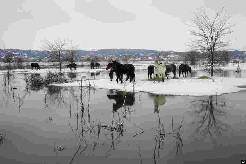Horses feed on a flooded river island Krcedinska ada on Danube river, 50 kilometers north-west of Belgrade, Serbia. After being trapped for days by high waters on the river island people evacuated cows and horses.