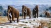 Science in a Minute: First Humans in Alaska Settled Close to Wooly Mammoths