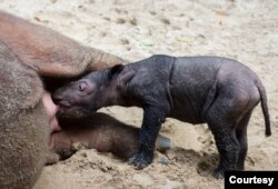 Anak Badak Lahir di Way Kambas (Courtesy: KLH)