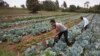 FILE - Workers cultivate cabbages at a farm near Nairobi, Kenya, on Jan. 17, 2018. A court on Oct. 12, 2023, dismissed a case challenging the importation of genetically modified foods, worrying agriculture groups about the impact on Kenyan farmers.