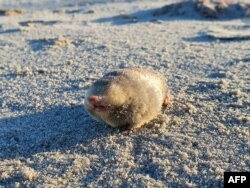 Golden Mole De Winton, tikus tanah buta yang hidup di bawah pasir dan memiliki pendengaran sensitif yang dapat mendeteksi getaran dari gerakan di atas permukaan, dalam selebaran yang dirilis 28 November 2023. (JP le Roux / Endangered Wildlife Trust / AFP)