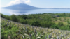 Kebun sorgum di Likotuden, Flores Timur, NTT yang tumbuh subur di iklim kering. (Foto: Courtesy/YouTube Kementan)