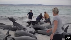 Para penyelamat mencoba membantu paus yang terdampar di Pantai Cheynes di sebelah timur Albany, Australia Selasa, 25 Juli 2023. (Australian Broadcasting Corp. via AP)