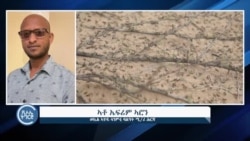 ኣብ ኤርትራ ዝርአ ዘሎ ወራር ኣንበጣ ምድረ-በዳ