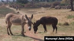 Nekuda kwekufa kwemombe mudunhu reHurungwe, mutengo wemombe unonzi wadzika zvakanyanya kudarika mutengo wemadhongi.