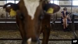 Halyna Borysenko espera para ordeñar vacas en la granja lechera KramAgroSvit en Dmytrivka, en la región de Donetsk, en el este de Ucrania, el miércoles 10 de agosto de 2022.