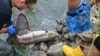 Penyebab Kematian Ikan Massal di Eropa Belum Diketahui
