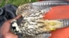 African Migratory Birds Threatened by Hot, Dry Weather 