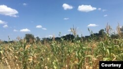 Amasimu asetshile ngelanga lokuswelakala twezulu.