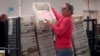 An election worker delivers ballots to be tabulated inside the Maricopa County Recorders Office, Nov. 9, 2022, in Phoenix.