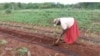 Mhuri idzi dziri kurima gariki, tsangamidzi ne turmeric d.zichidiridzira