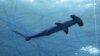 Wildlife Summit to Vote on Shark Protections 