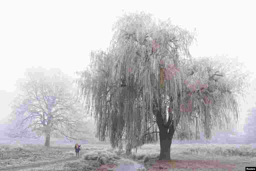 A person walks through frost and mist alongside a frozen stream in Bushy Park in London.