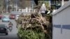 As Cairo Transforms, Egyptians Fight to Save Their Trees 
