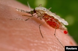 Seekor nyamuk Anopheles stephensi menghisap darah dari inang manusia melalui belalai runcingnya. (Foto: via Reuters)