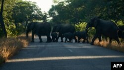 Bakhathazwa zindlovu abantu eShashe esigabeni seBeitbridge