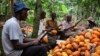 Research Points to Ecological Costs of 'Unethical' Chocolate