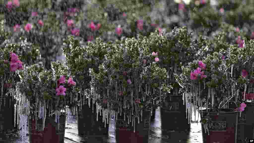 Icicles hang from ornamental plants at sunrise, Dec. 24, 2022, in Plant City, Florida.