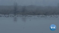 Russia's War in Ukraine May Be Affecting Bird Migration to Kashmir