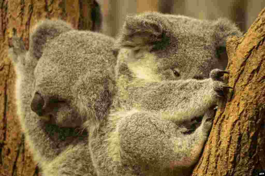 Young koalas, the male "Yunga" and female "Erlinga", are pictured during their first outing at the koala house of the zoo in Duisburg, western Germany.
