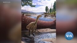 Zimbabwe Basks in Discovery of Africa's Oldest Dinosaur