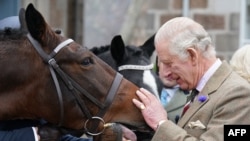 Britain's King Charles III pats a horse as he attends a reception to thank the community of Aberdeenshire for their organization and support following the death of Queen Elizabeth II at Station Square, the Victoria & Albert Halls, in Ballater, October 11, 2022.
