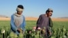 مبارزه با مواد مخدر در غزنی؛ باشندگان: اقدام بسنده و جدی نشده است