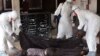 Acceleration Seen in Ebola Outbreak, Death Toll Exceeds 2,600