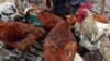 chicken on sale