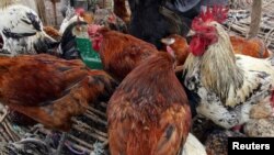 chicken on sale