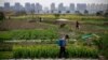 FILE - A farmer works on a farm in front of a construction site of new residential buildings in Shanghai, China, March 21, 2016. China is opening up its agriculture industry to corporate farming, a move that could have wide economic and political implications.