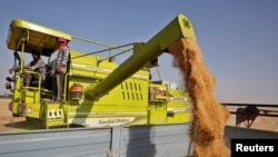 EGYPT-WHEAT/INDIA