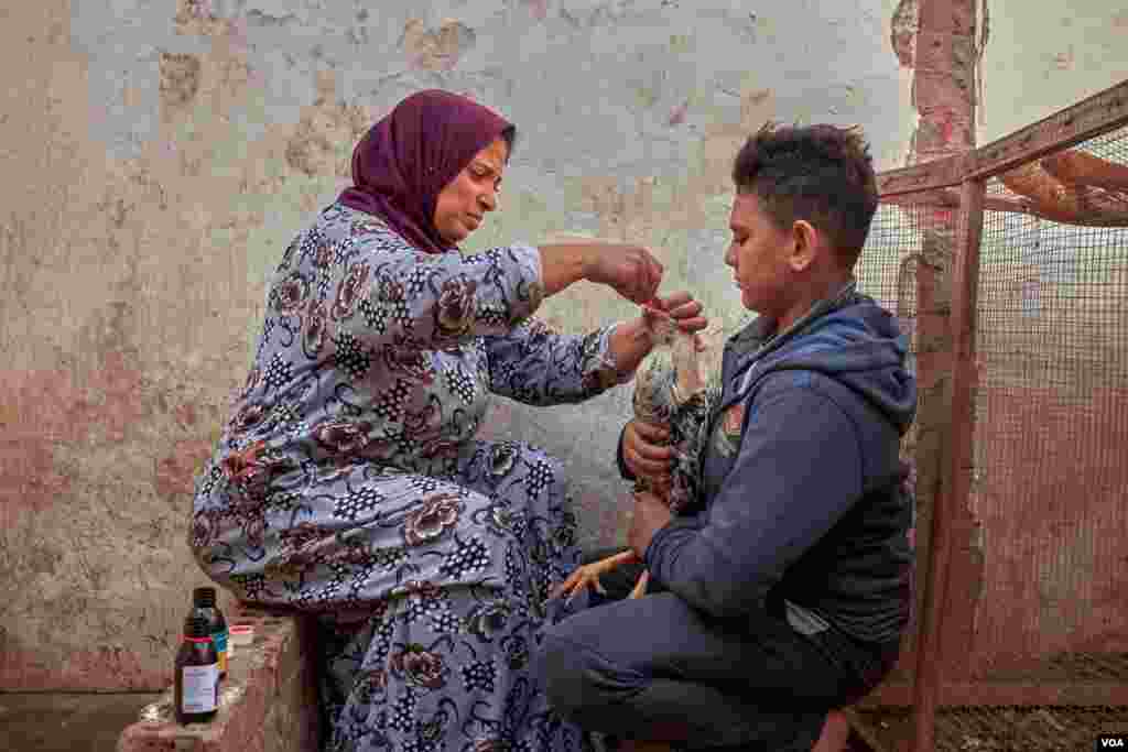 Injured Indian roosters usually need antibiotics and vitamins for a few days after the fight. (H. Elrasam/VOA)