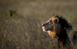 Seekor singa jantan melihat ke padang savana saat senja sebelum ditembak dengan panah penenang, agar dapat dipasangi kalung pelacak GPS, oleh tim yang dipimpin oleh Kenya Layanan Satwa Liar (KWS) di Nairobi, 25 Januari 2014. (AP)