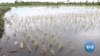 Rising Salinity Threatens Rice Crops on Southeast Asia’s Sinking Coast 
