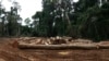 Central African States Fail to Honor Timber Export Ban 