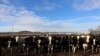 Off the Highway project: cows