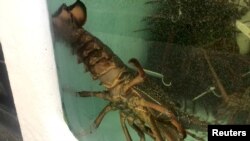 Australia lobster