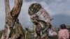 Through the Lens: Deforestation Imperils Famed DR Congo Reserve