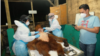 Orangutan Sumatra berjenis kelamin jantan dinyatakan mati usai dievakuasi dari perkebunan warga di Kabupaten Karo, Sumut. Minggu 22 Januari 2023. (Courtesy: BBKSDA Sumut)