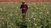 Taliban Larang Produksi Opium