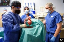 FILE - Members of the surgical team show the pig heart for transplant into patient David Bennett in Baltimore, Jan. 7, 2022, in this photo provided by the University of Maryland School of Medicine.