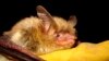 US Bat Species Devastated by Fungus Now Listed as Endangered 