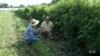 What Does the USDA Organic Seal Really Mean?