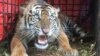 Harimau Sumatera masuk perangkap yang dibuat oleh warga di desa Lhok Bengkuang, Tapaktuan, Aceh Selatan, Senin, 25 Juli 2022. (Sumber: BKSDA Aceh)