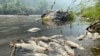 Sejumlah ikan di Sungai Klamath, yang terletak di utara California, ditemukan mati pada 6 Agustus 2022. Kebakaran hutan McKinney disinyalir menjadi penyebab kematian dari ikan-ikan tersebut. (Foto: Karuk Tribe Department of Natural Resources via AP)