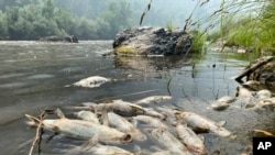 Sejumlah ikan di Sungai Klamath, yang terletak di utara California, ditemukan mati pada 6 Agustus 2022. Kebakaran hutan McKinney disinyalir menjadi penyebab kematian dari ikan-ikan tersebut. (Foto: Karuk Tribe Department of Natural Resources via AP)