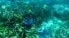 Australia Akan Lindungi Great Barrier Reef dengan Larang Tambang Batu Bara